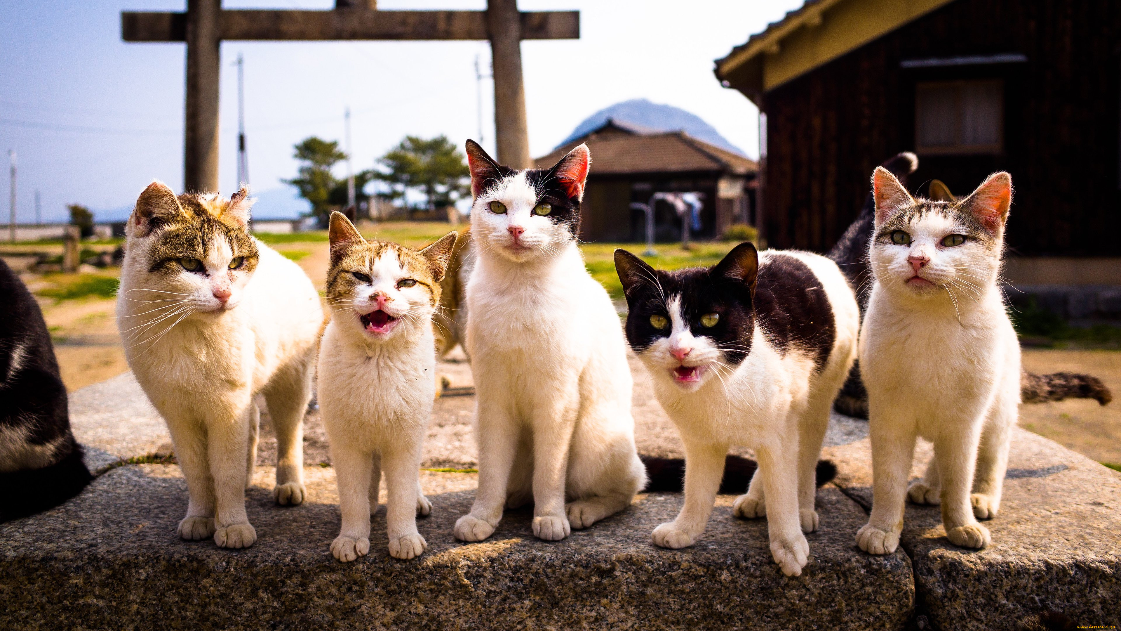 5 типов кошек. Остров Тасиро. Много кошек. Много котов. Несколько кошек.